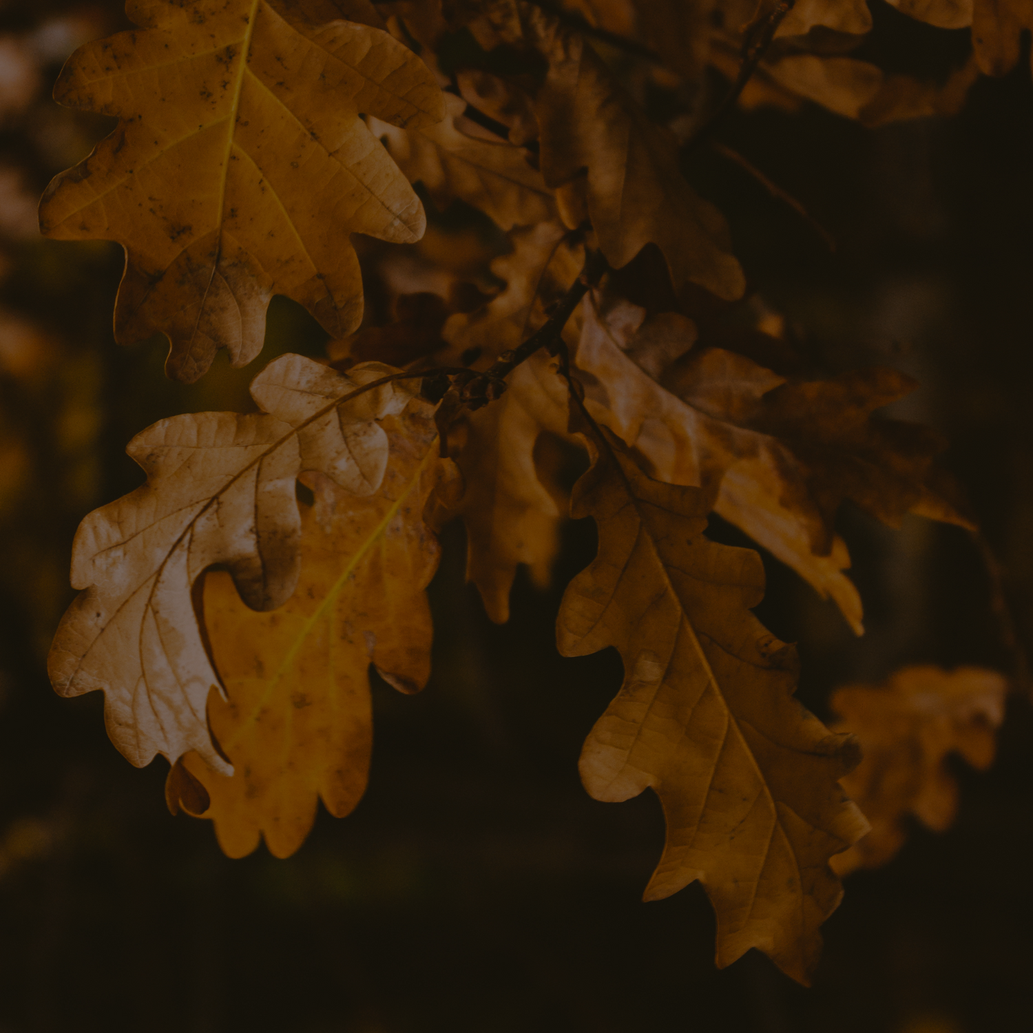 Samhain & Autumnal Products